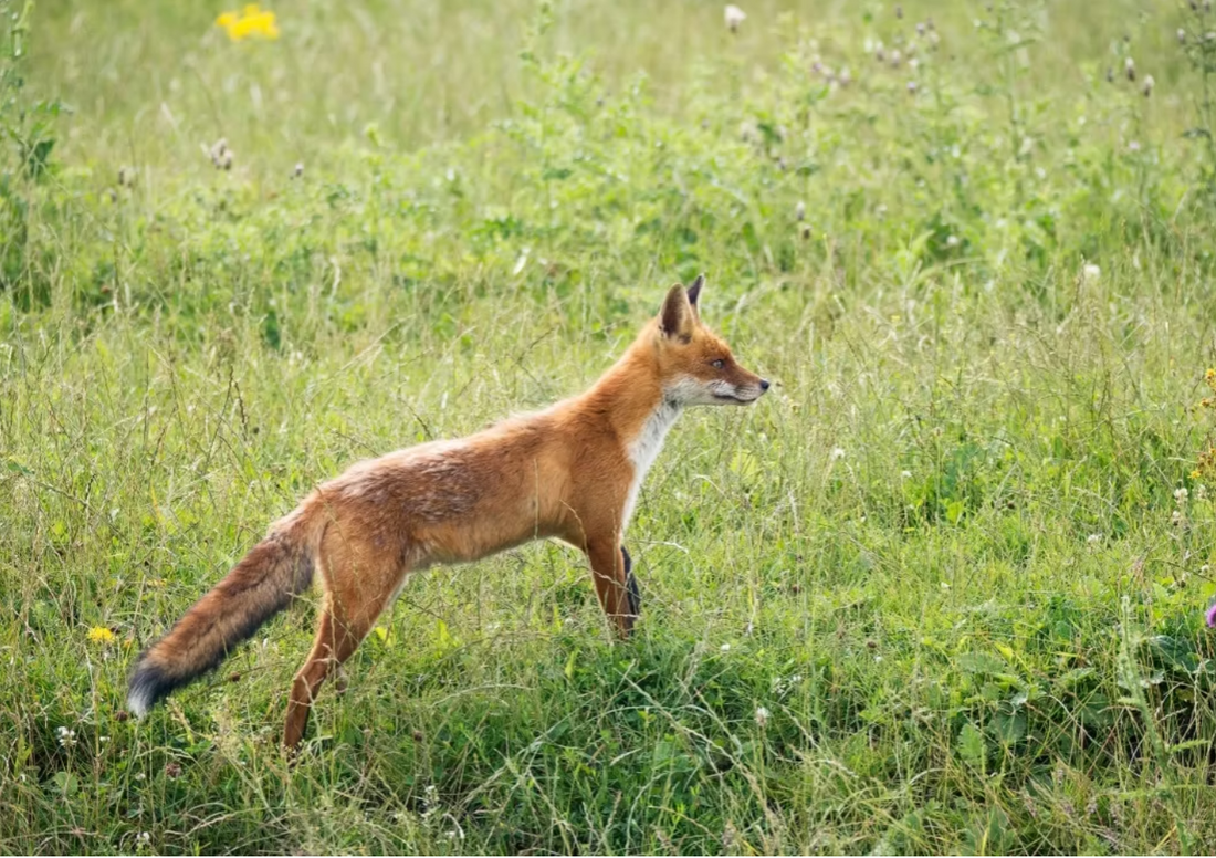 Predator Numbers and Ground-Nesting Bird Declines