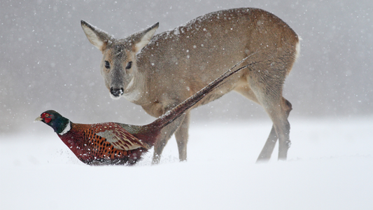 Eat Wild Launches Back British Game Initiative