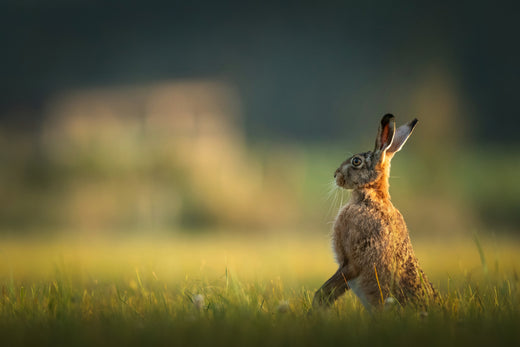 The Schöffel Countryside Awards in partnership with the GWCT